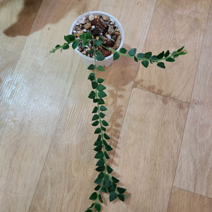 호야칭흥엔시스