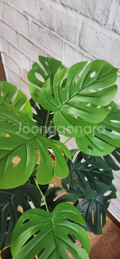 새상품)생화같은 대형 몬스테라 조화 대형철제 화분--4