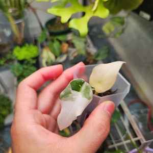 알로카시아 블랙벨벳 핑크