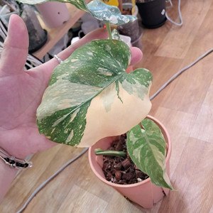 무늬몬스테라 크림브릴뤠