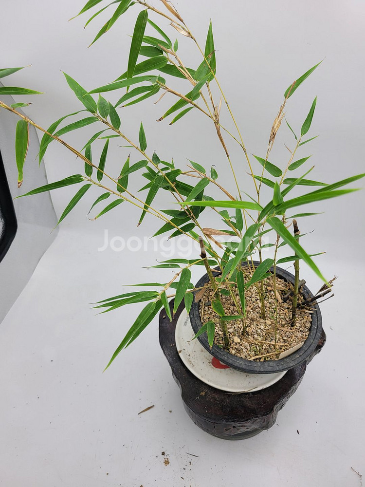오죽 화분 대나무 분재 인테리어식물 카페화분--0