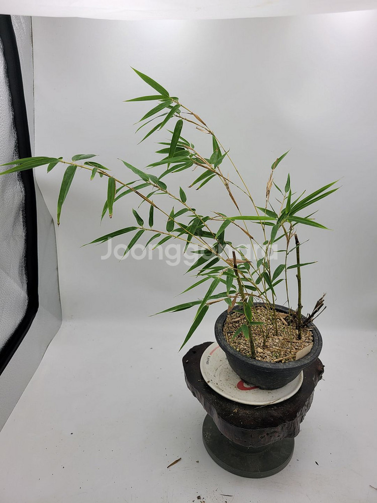오죽 화분 대나무 분재 인테리어식물 카페화분--2