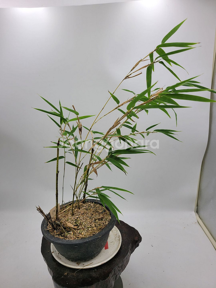 오죽 화분 대나무 분재 인테리어식물 카페화분--3