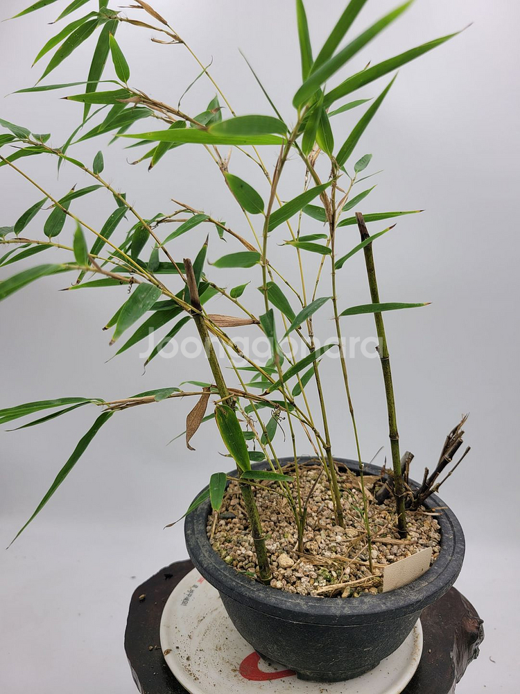 오죽 화분 대나무 분재 인테리어식물 카페화분--1