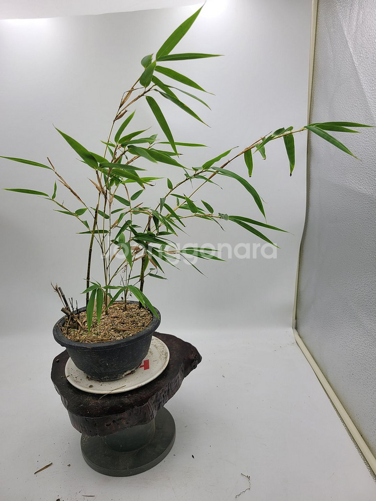 오죽 화분 대나무 분재 인테리어식물 카페화분--4