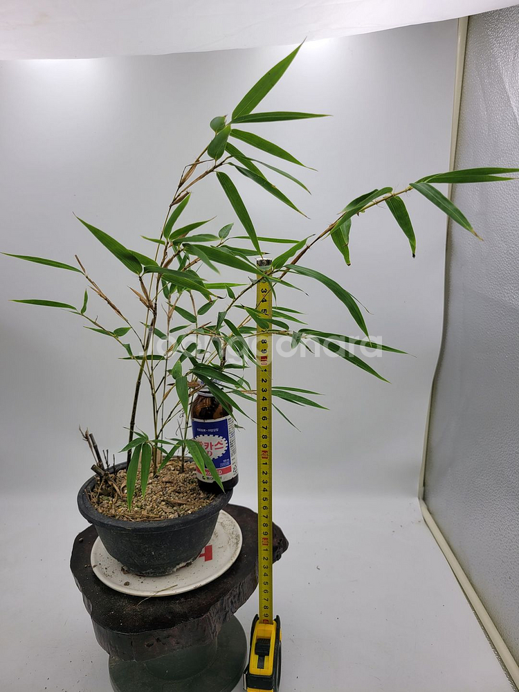 오죽 화분 대나무 분재 인테리어식물 카페화분--6