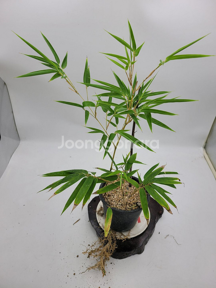 오죽 분재 대나무 화분 카페식물 인테리어화분--0