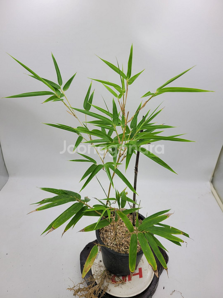 오죽 분재 대나무 화분 카페식물 인테리어화분--3