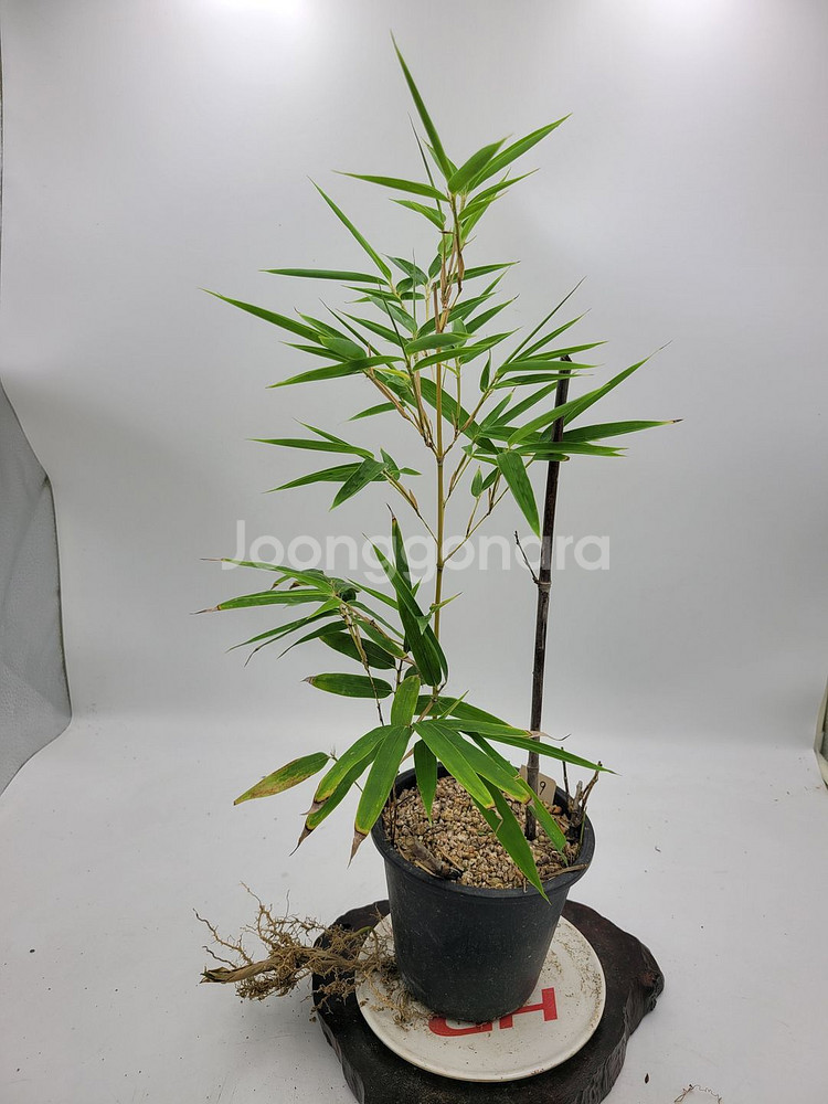 오죽 분재 대나무 화분 카페식물 인테리어화분--2