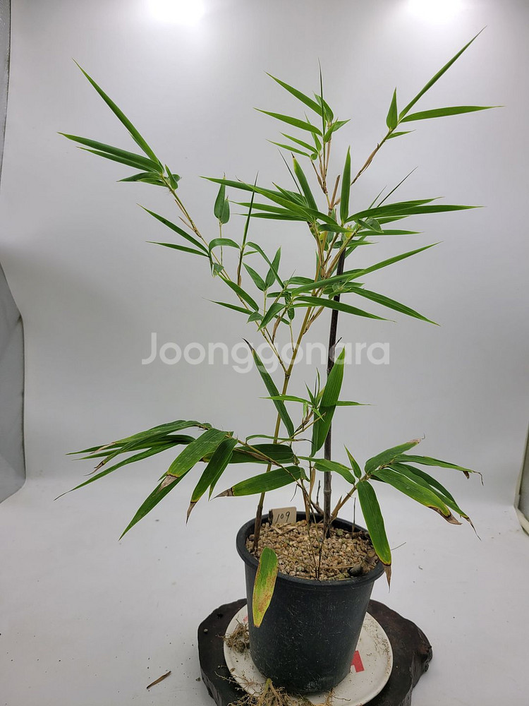 오죽 분재 대나무 화분 카페식물 인테리어화분--1