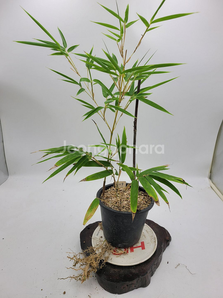 오죽 분재 대나무 화분 카페식물 인테리어화분--4