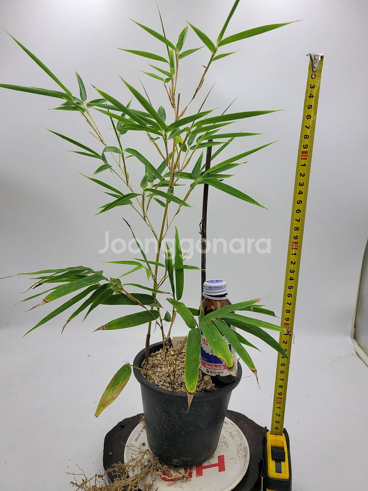 오죽 분재 대나무 화분 카페식물 인테리어화분--6