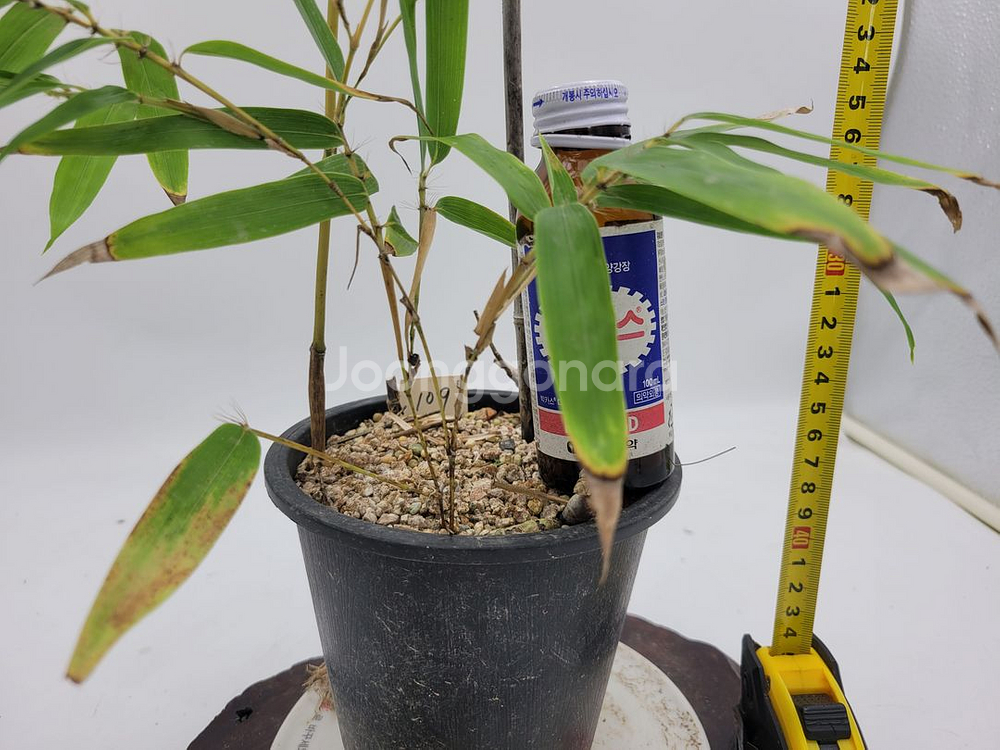 오죽 분재 대나무 화분 카페식물 인테리어화분--5