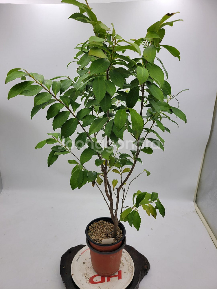 사스레피나무 화분 정원수 인테리어식물 분재 카페화분--1