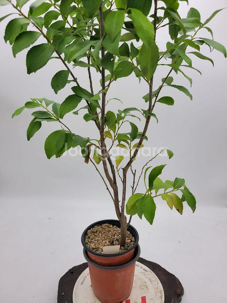 사스레피나무 화분 정원수 인테리어식물 분재 카페화분--0