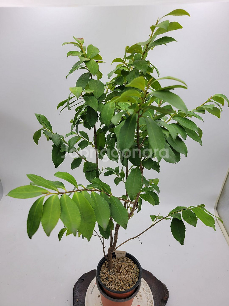 사스레피나무 화분 정원수 인테리어식물 분재 카페화분--2