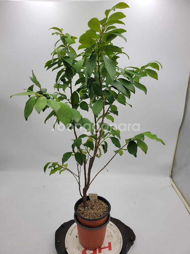 사스레피나무 화분 정원수 인테리어식물 분재 카페화분--3