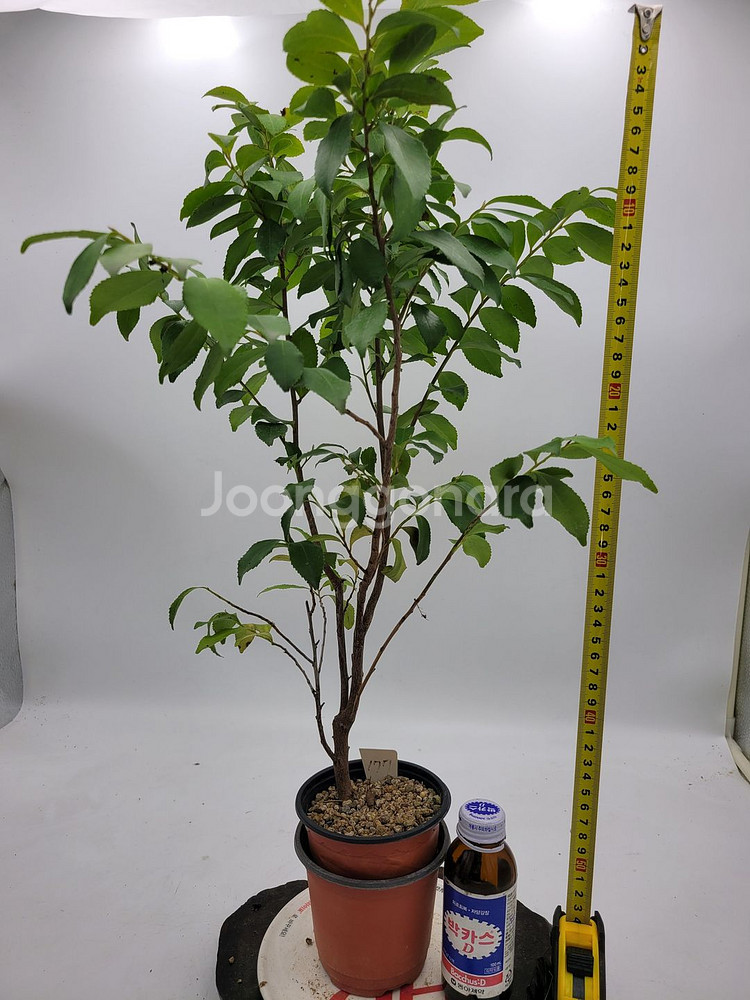 사스레피나무 화분 정원수 인테리어식물 분재 카페화분--5