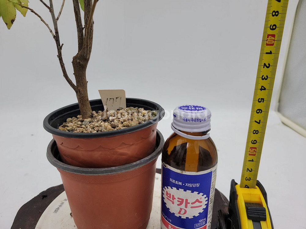 사스레피나무 화분 정원수 인테리어식물 분재 카페화분--4