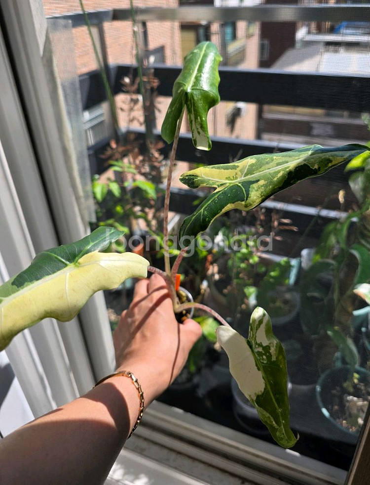 알로카시아 사리안 바리에가타--1