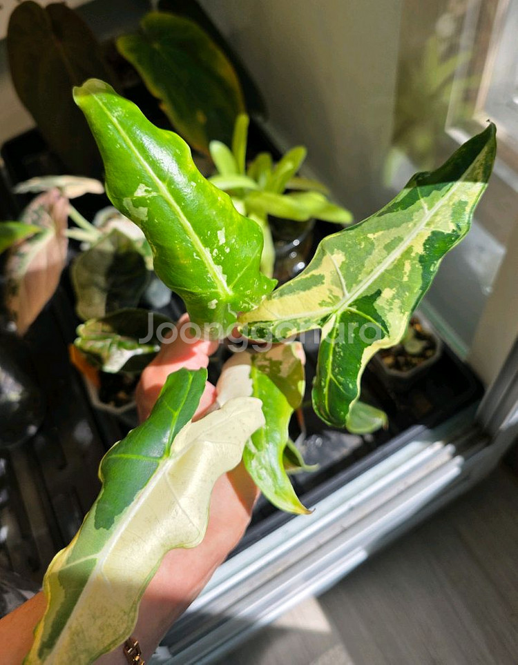 알로카시아 사리안 바리에가타--0