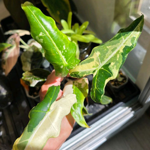 알로카시아 사리안 바리에가타