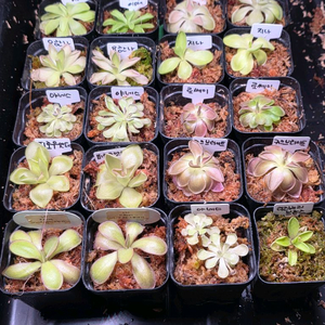 벌레잡이제비꽃 10죵류