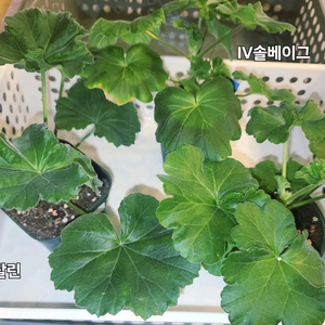UV1.21 심프랄린 IV 솔베이그 러시아제라늄 3