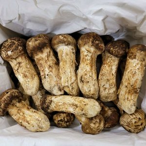 2025년 월악산 자연산 송이버섯 이미지