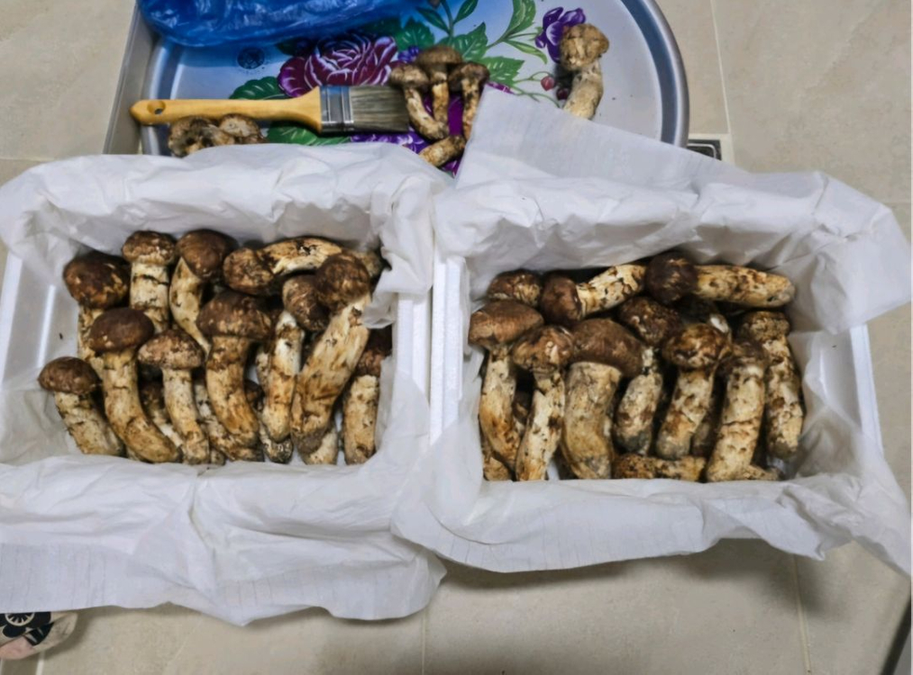 2025년 월악산 자연산 송이버섯 이미지