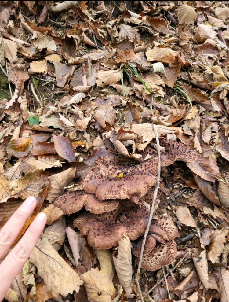 2025년 월악산 자연산 송이버섯 이미지