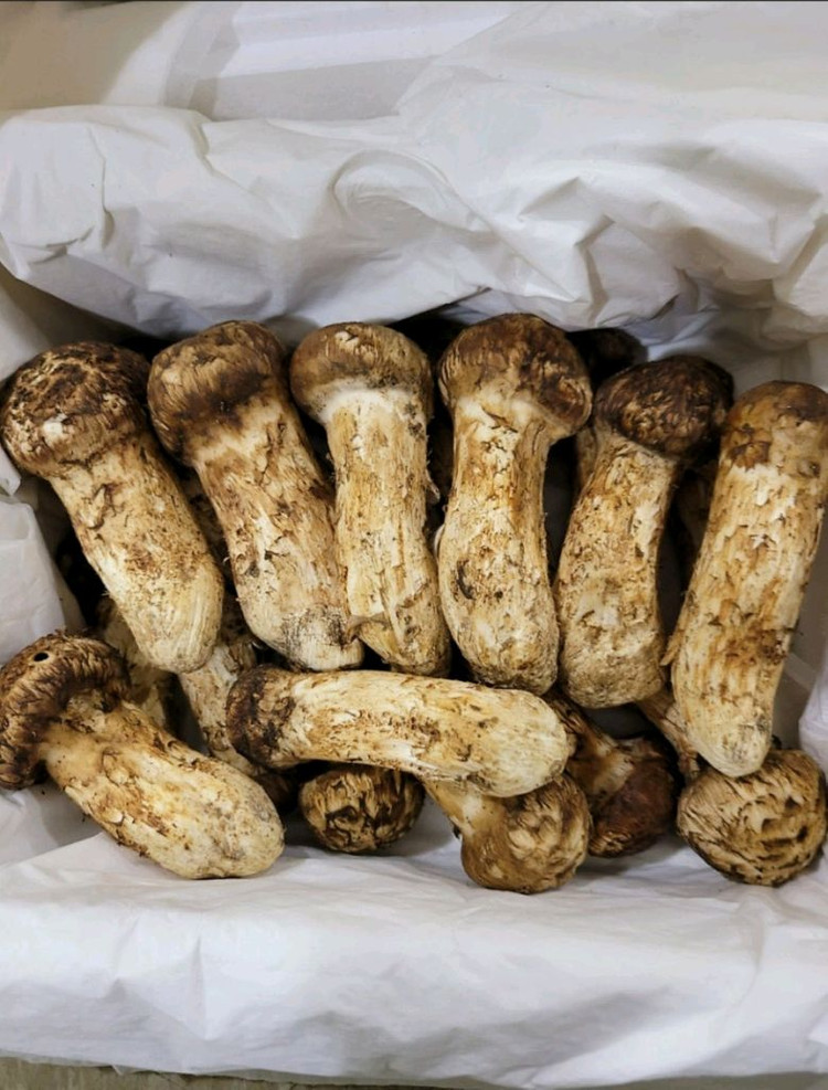 2025년 월악산 자연산 송이버섯 이미지