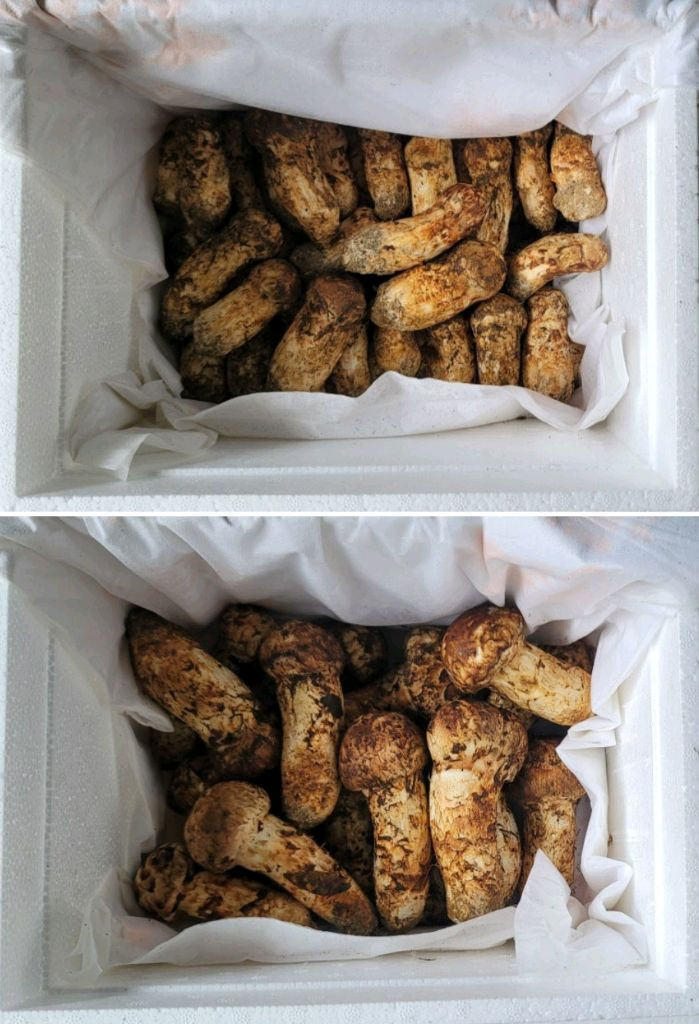 2025년 월악산 자연산 송이버섯 이미지