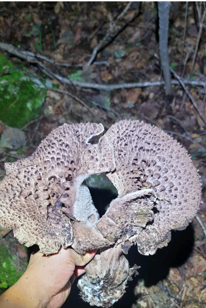 2025년 월악산 자연산 송이버섯 이미지