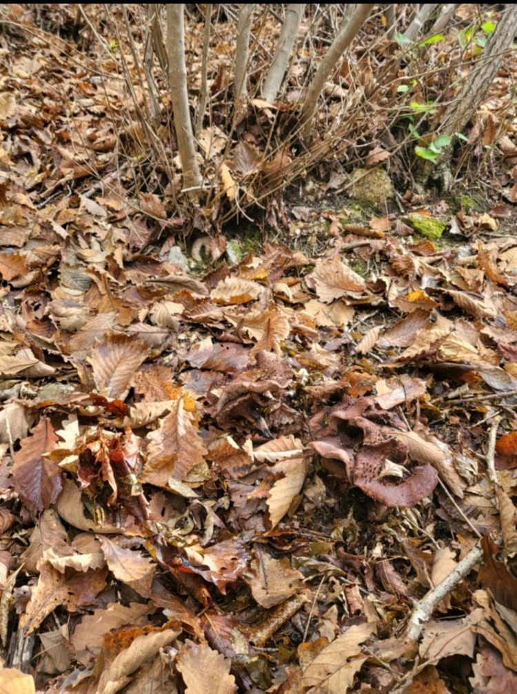 2025년 월악산 자연산 송이버섯 이미지