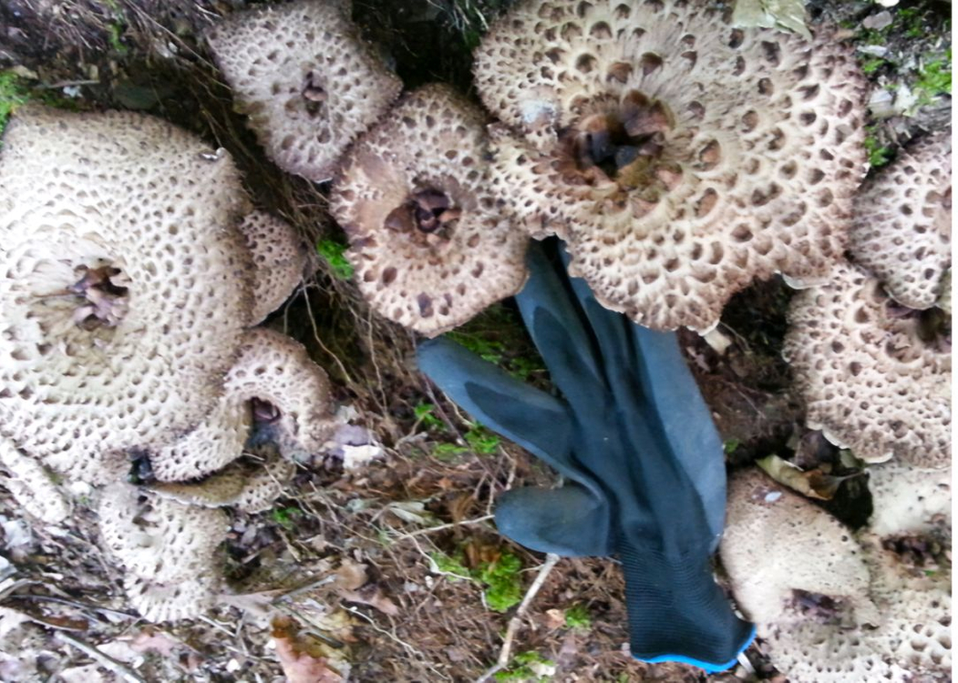 2025년 월악산 자연산 송이버섯 이미지