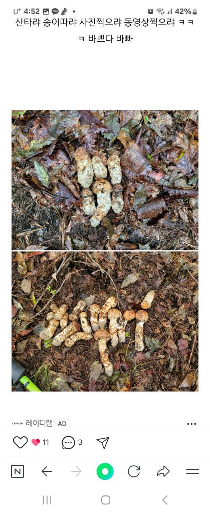 2025년 월악산 자연산 송이버섯 이미지