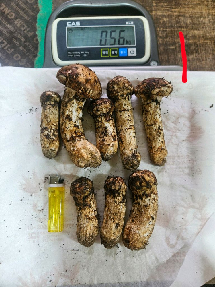 자연산 송이버섯 이미지