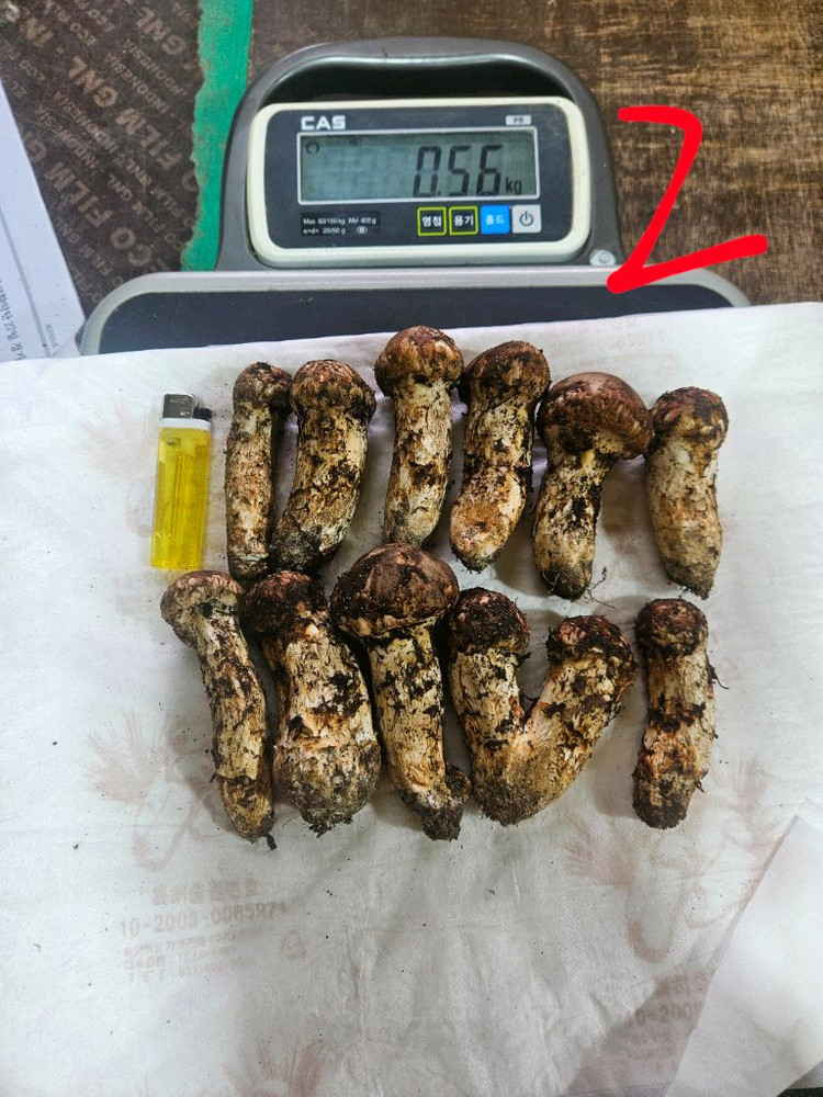 자연산 송이버섯 이미지