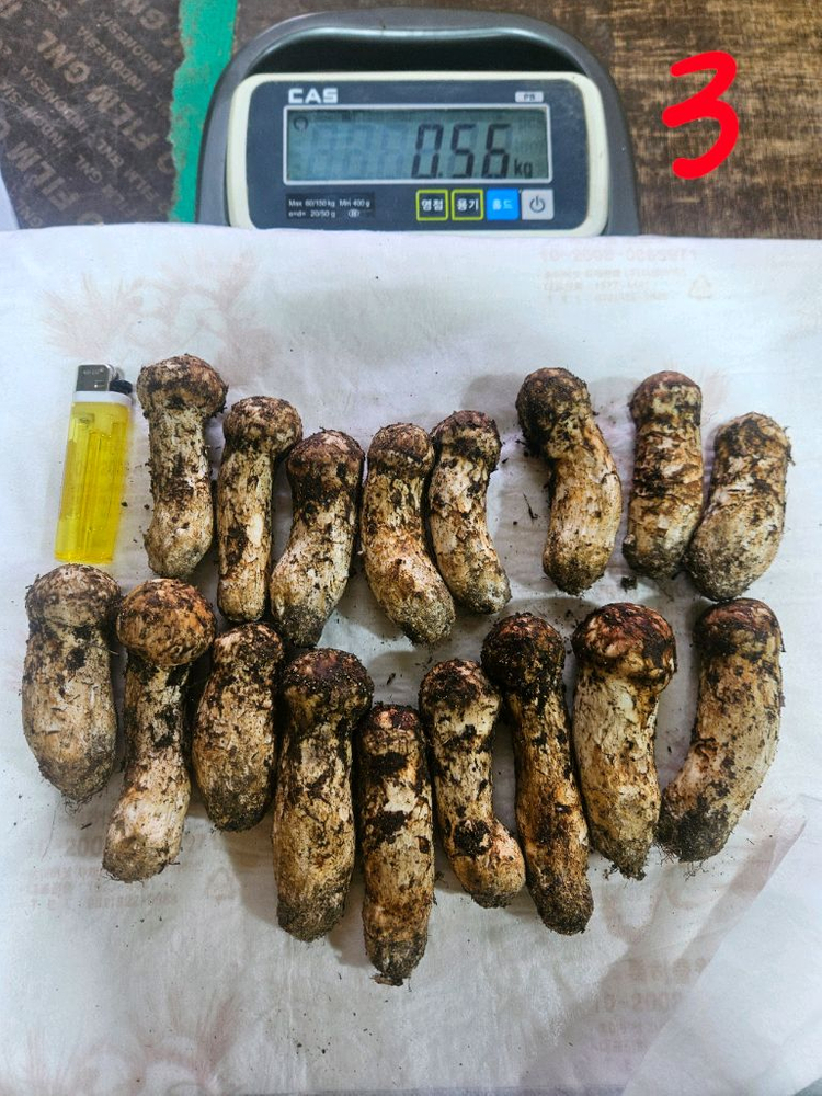 자연산 송이버섯 이미지