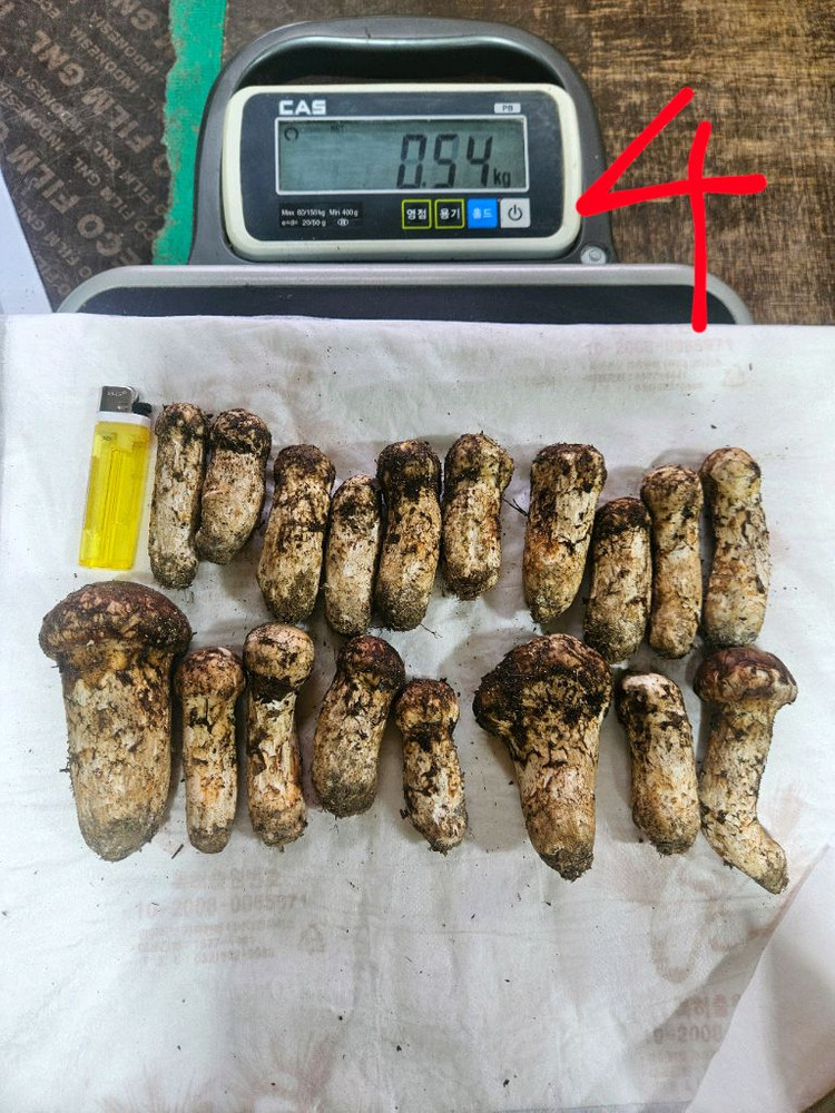 자연산 송이버섯 이미지