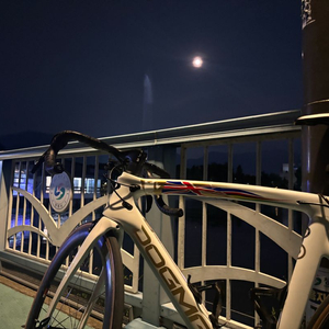 피나렐로 도그마 f8위긴스