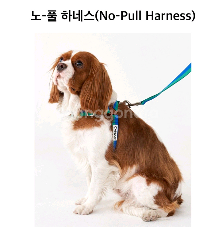 새제품 아이캔더 노풀 하네스 L+젠틀 리쉬 포레스트 +--4