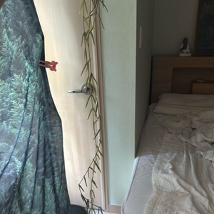 호야 리네아리스 3줄기 택포