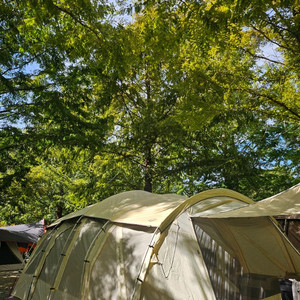 제드 티맥스EX 크림색