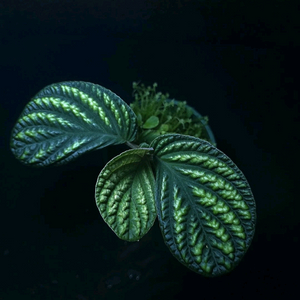 Acranthera sp. Kapuas Hulu