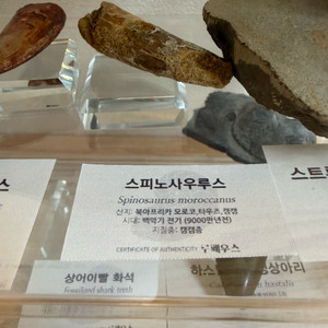 스피노사우루스 이빨 화석 판매합니다.