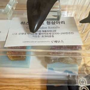 청상아리 이빨 화석 판매합니다.