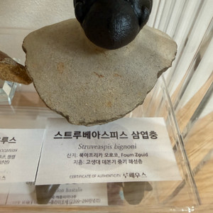삼엽충 화석 판매합니다.