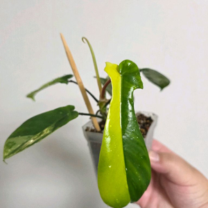 플로리다뷰티 바리에가타